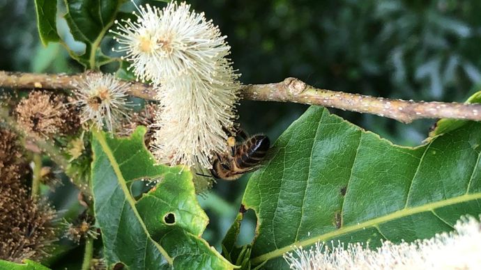 Abeille en récolte de pollen sur fleurs de Castanea seguinii, grande source estivale de pollen. ©Y. Darricau
